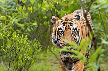 Other Tiger Parks