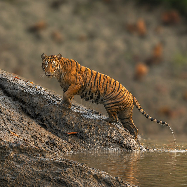 Royal Bengal Tiger