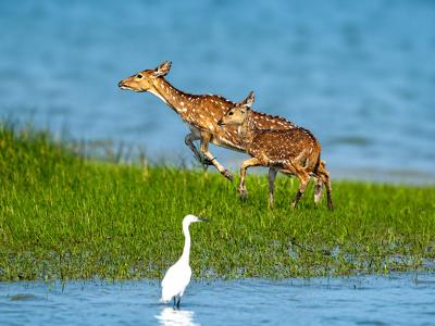 Sundarbans Wildlife Photography Gallery