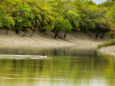 Sundarbans Wildlife Photography Gallery