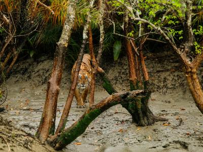 Sundarbans Wildlife Photography Gallery
