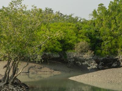 Sundarbans Wildlife Photography Gallery