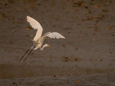 Sundarbans Wildlife Photography Gallery