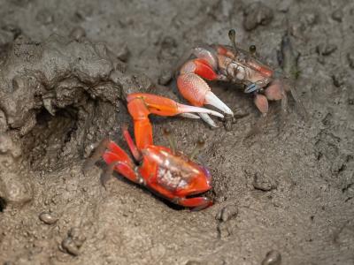 Sundarbans Wildlife Photography Gallery