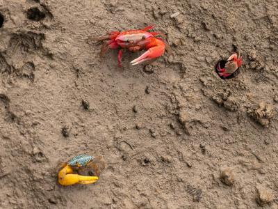 Sundarbans Wildlife Photography Gallery